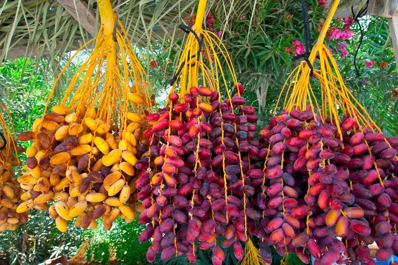 multi-colored-dates-in-the-israeli-market