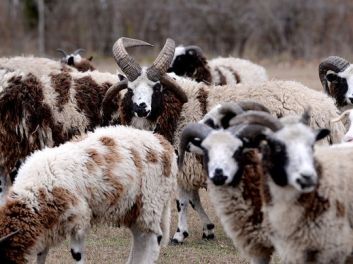 friends-of-jacobs-sheep